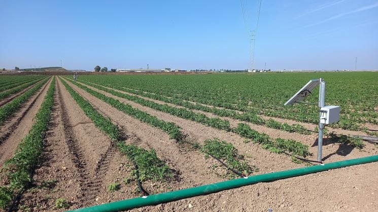 El Instituto Andaluz de Investigación y Formación Agraria, Pesquera, Alimentaria y de la Producción Ecológica (Ifapa) está ensayando un sistema de control agrario mediante Inteligencia Artificial (IA). Ifapa lleva dos años con ensayos experimentales en su sede de Chipiona (Cádiz) y ahora ha instalado dos fincas prototipo. Una en Lebrija (Sevilla) y la otra en Jerez de la Frontera (Cádiz).