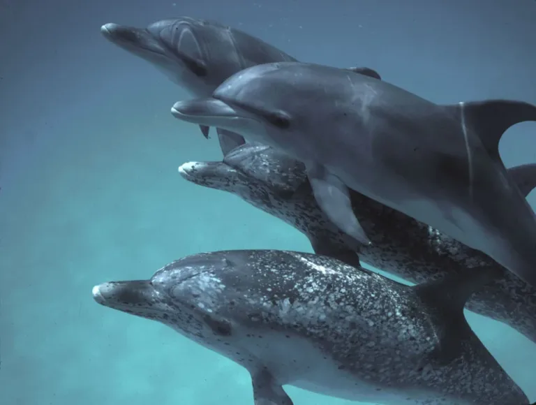 Google crea una IA para “hablar delfín”: así es DolphinGemma