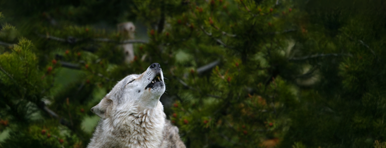 La IA escucha a los lobos de Yellowstone
