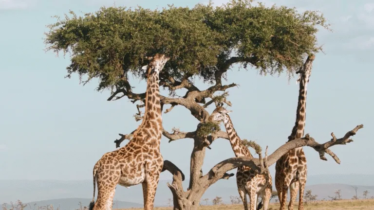 Tanzania usa inteligencia artificial para salvar jirafas