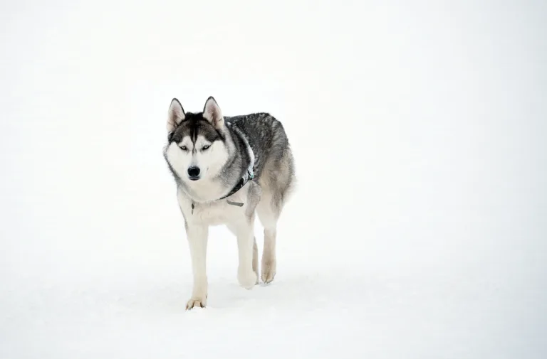 El día que una IA confundió un husky con un lobo