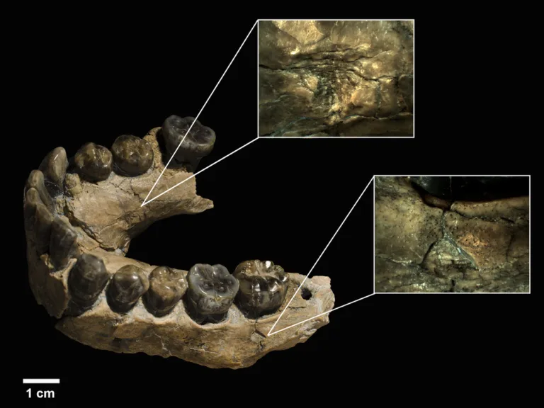 Homo habilis, más presa que cazador: la IA reabre el debate sobre nuestro origen