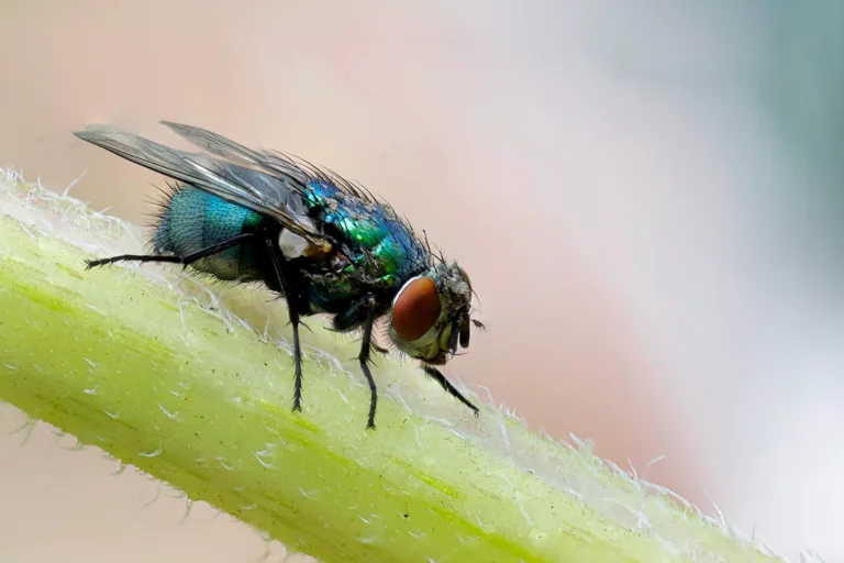 Recrean el cerebro de una mosca neurona a neurona para controlar un insecto virtual
