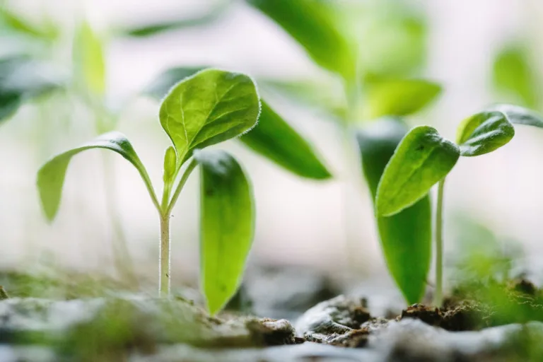 IA detecta sonidos ultrasónicos de plantas bajo estrés hídrico