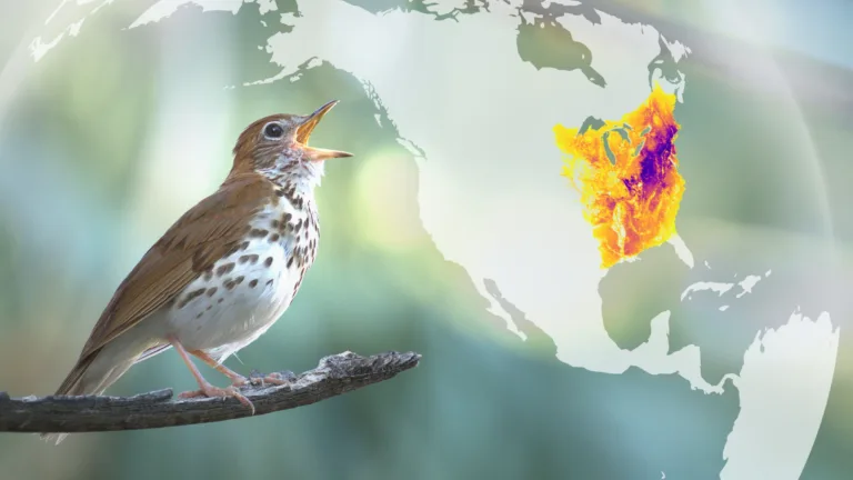 Una IA ya predice las rutas migratorias de 153 especies de aves